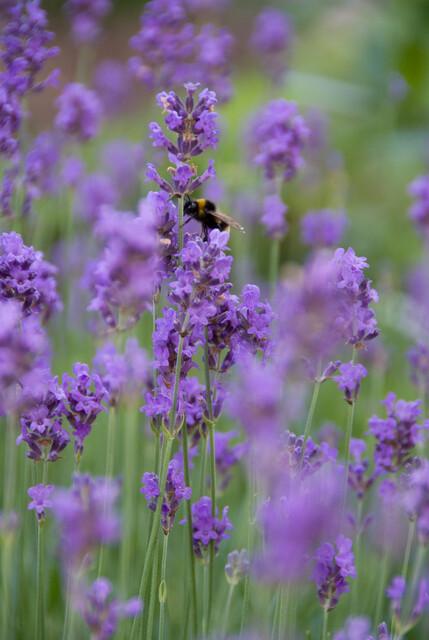 6x Lavandula ang. &