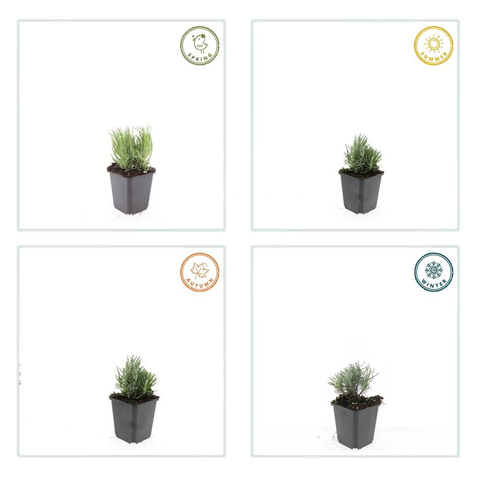 60x Lavandula ang. &
