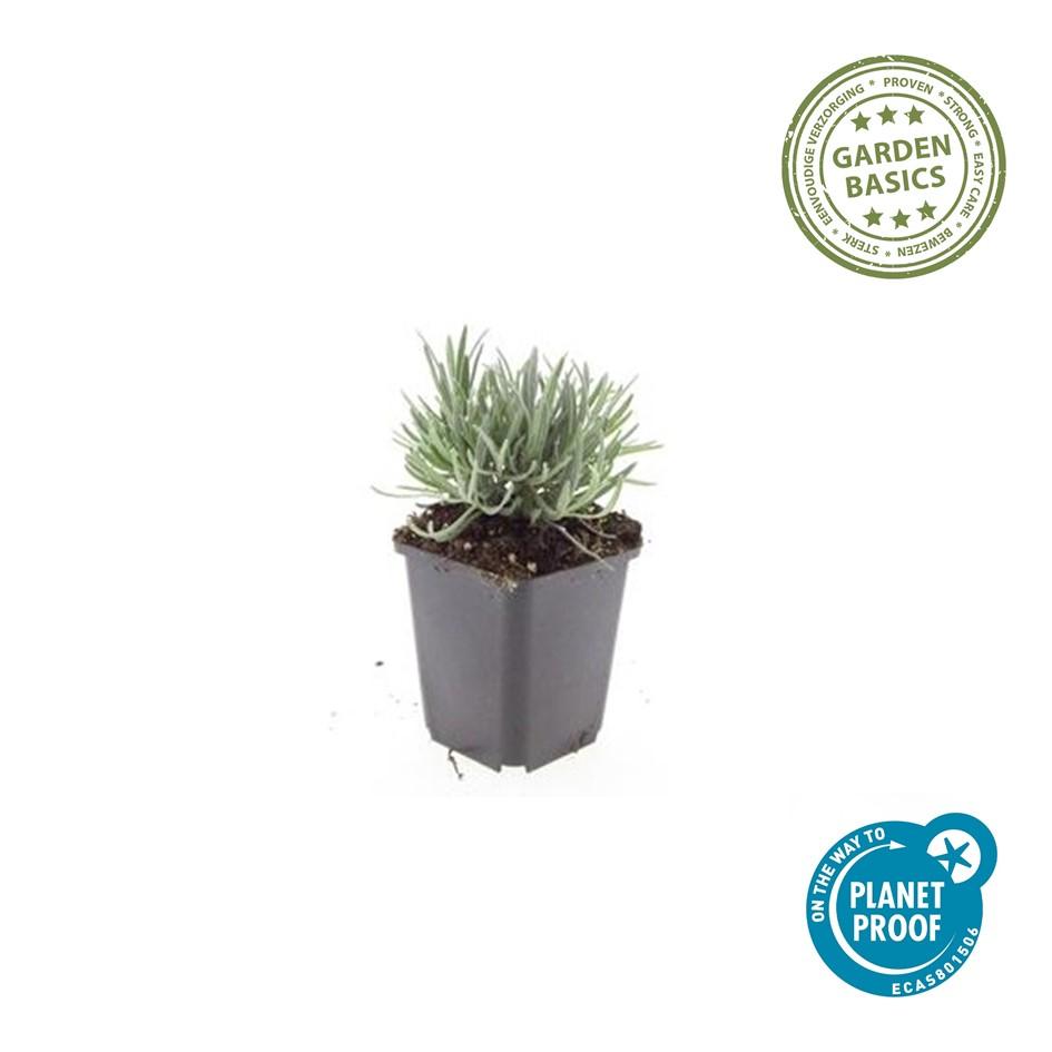 6x Lavandula int. &