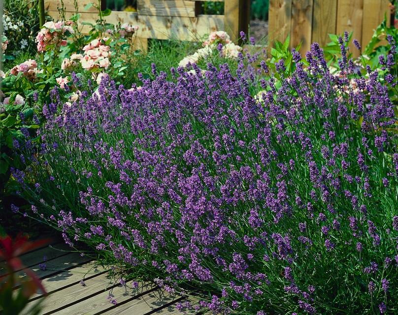 6x Lavandula ang. &