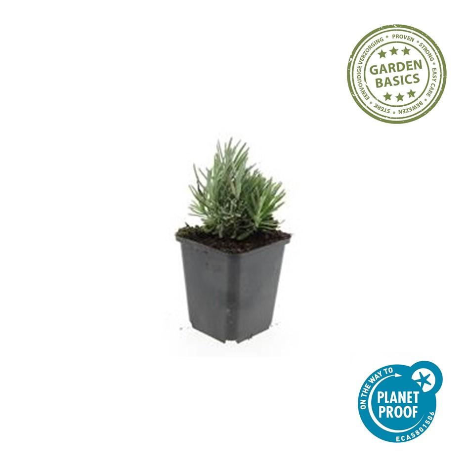 60x Lavandula ang. &