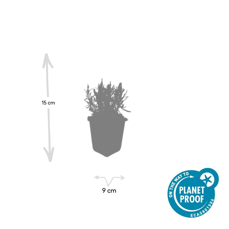 6x Lavandula ang. &