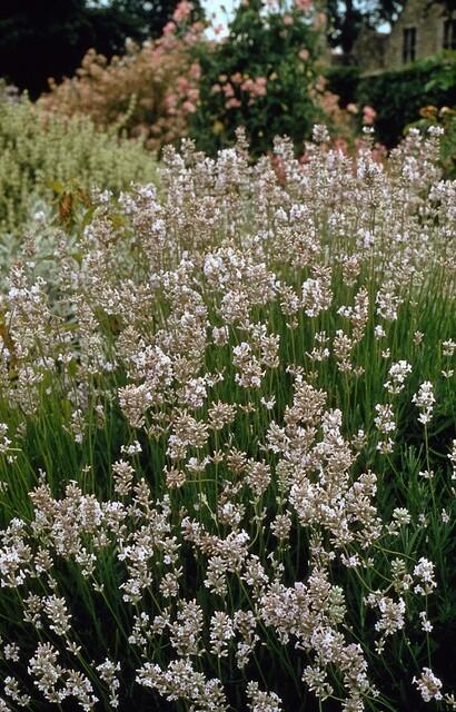 6x Lavandula int. &