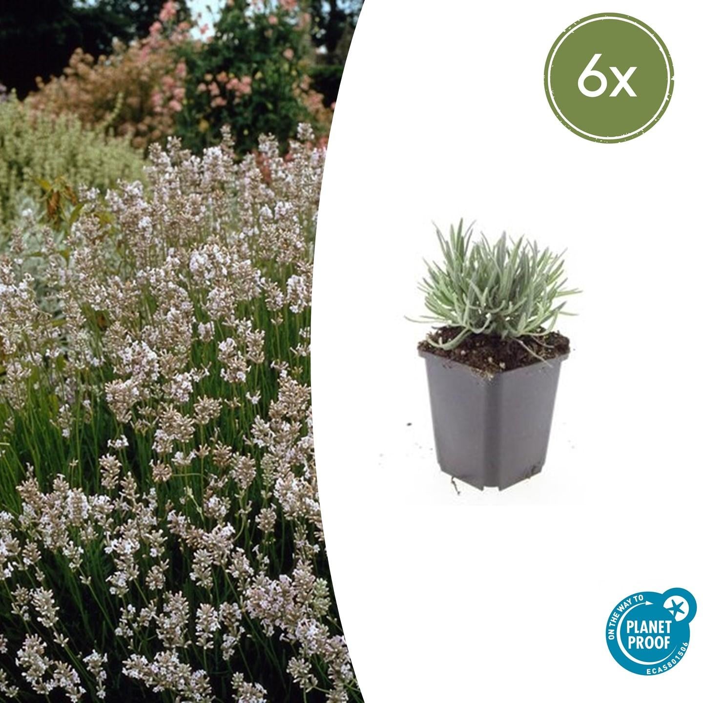 6x Lavandula int. &