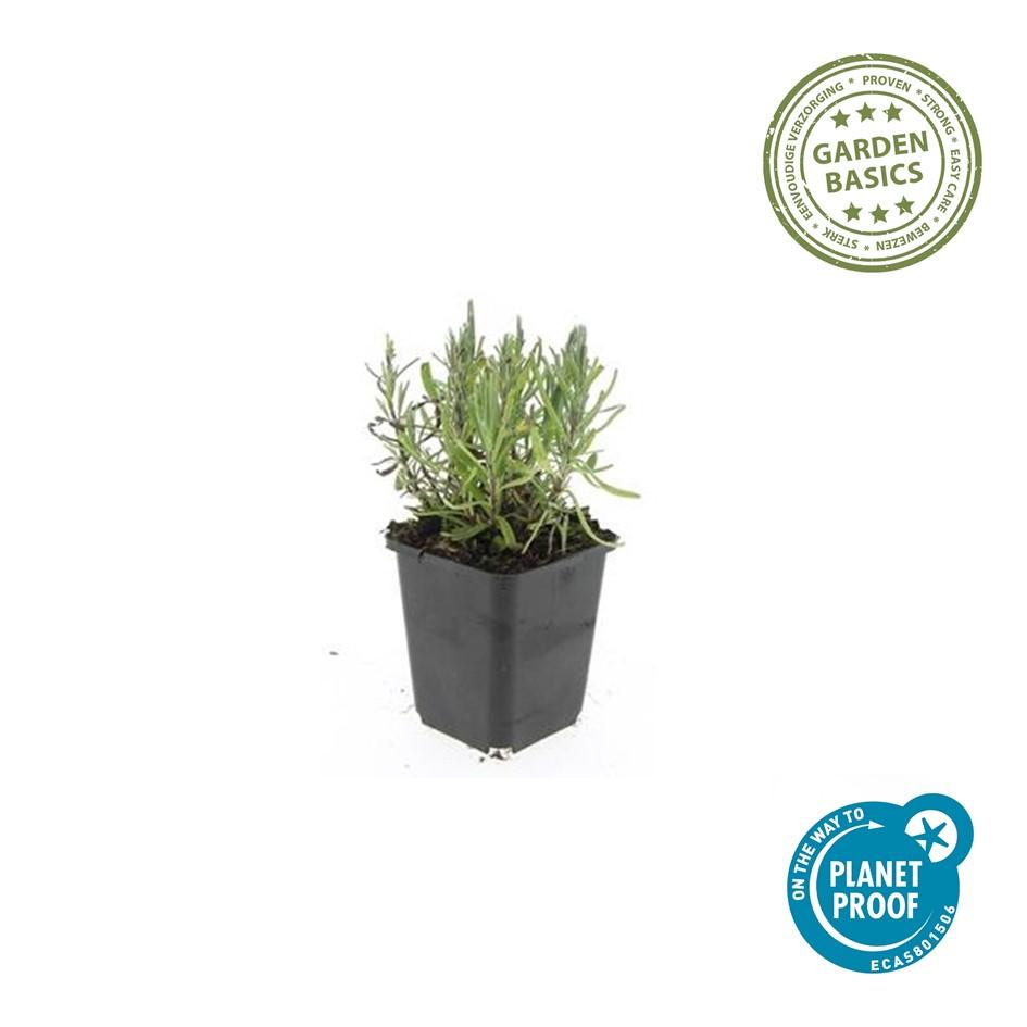 6x Lavandula ang. &