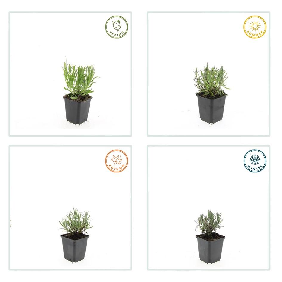 6x Lavandula ang. &
