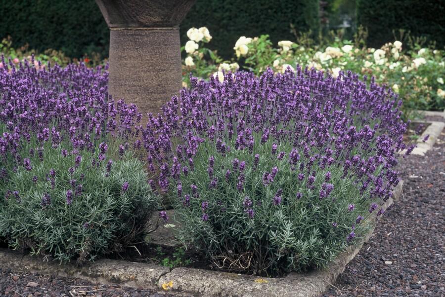 60x Lavandula ang. &