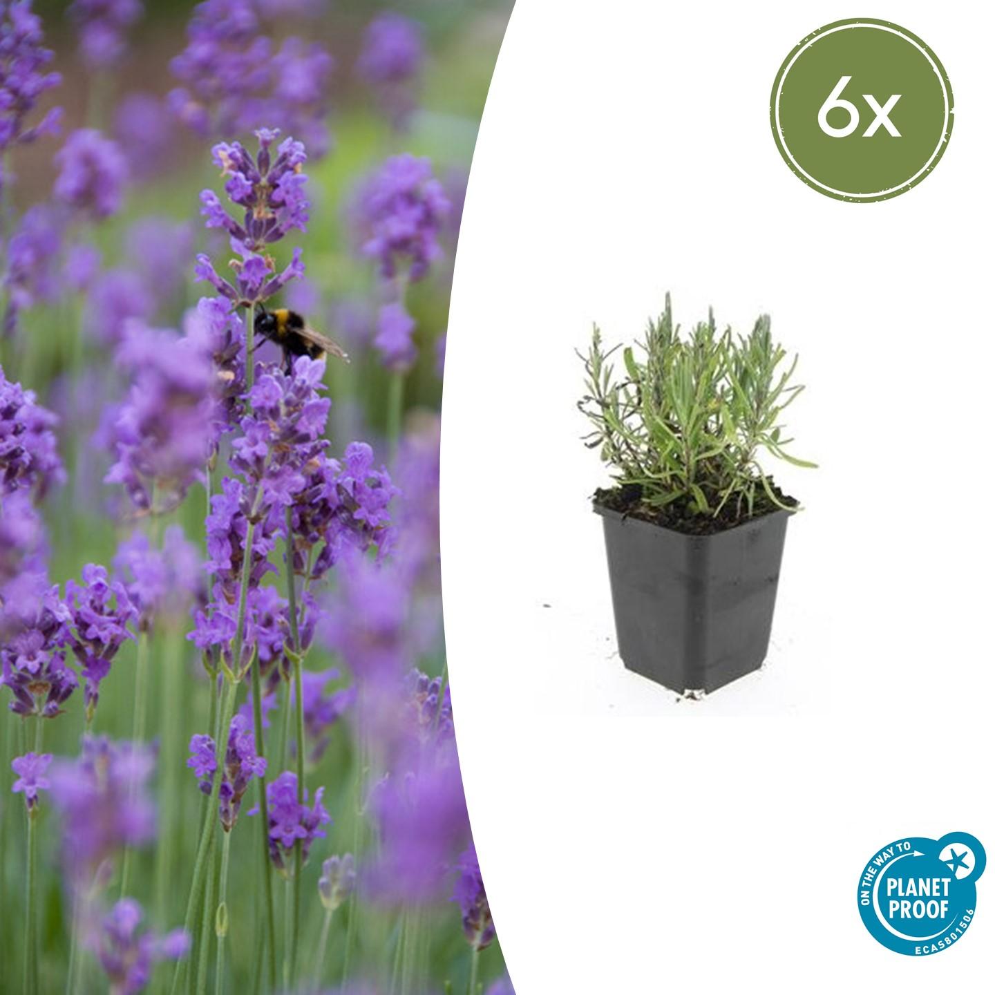 6x Lavandula ang. &