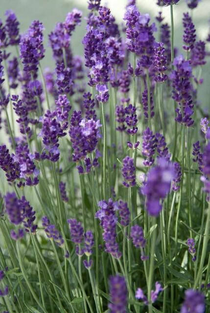 60x Lavandula ang. &