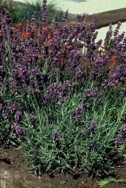 6x Lavandula ang. &