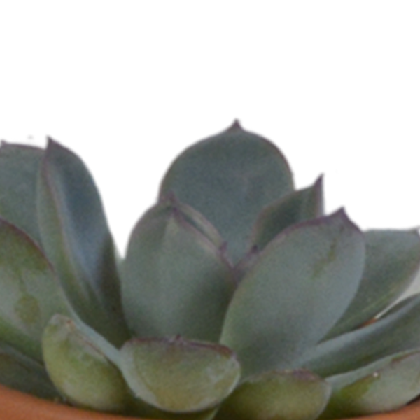Vetplanten mix 5.5 cm - 5x - in terracotta pot