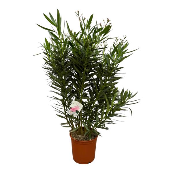 Nerium Oleander Struik - Witte Bloem