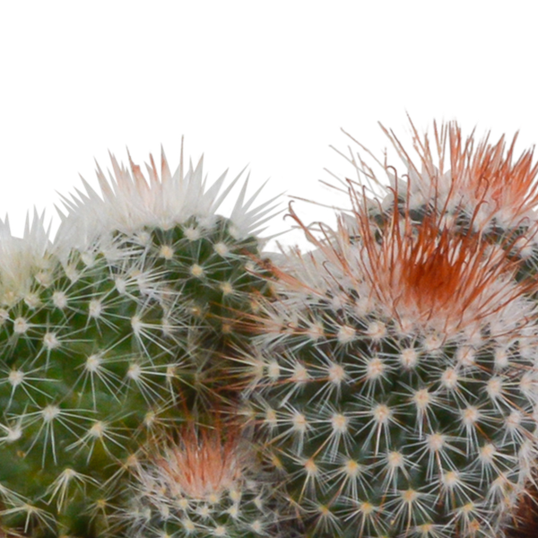 Bolcactus mix 8,5 cm | 3 stuks - in terracotta pot