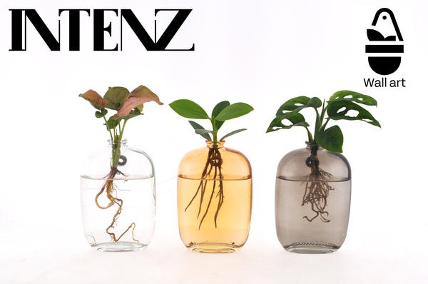 Kamerplanten Mix in Santiago Glas Wall Art - 3 stuks - Ø7cm - ↕10cm