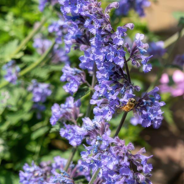 Nepeta &