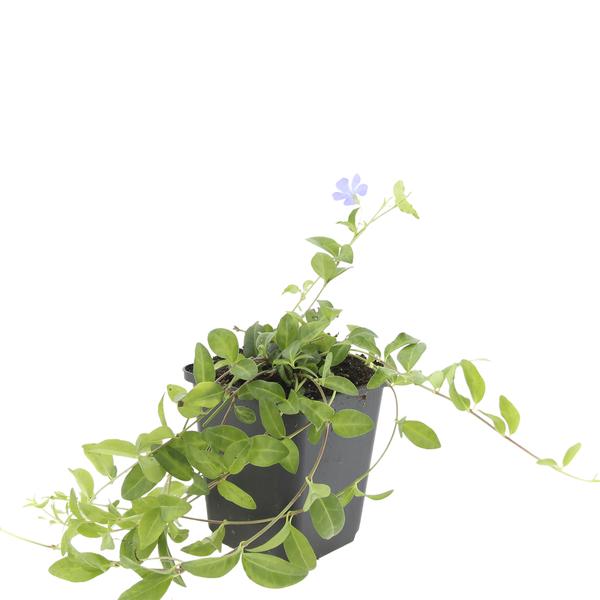 Vinca minor - ↕10-25cm - Ø9cm - 6x,