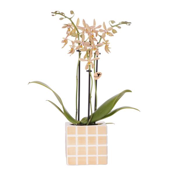 Kolibri Orchids | oranje &