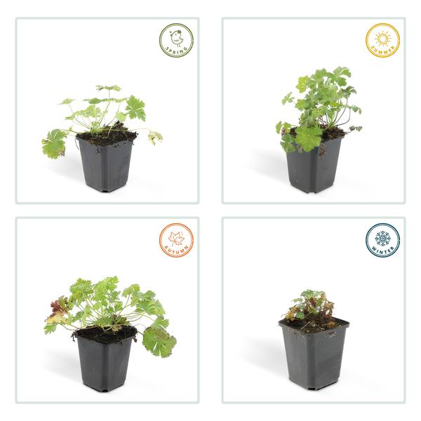 Geranium cant. &