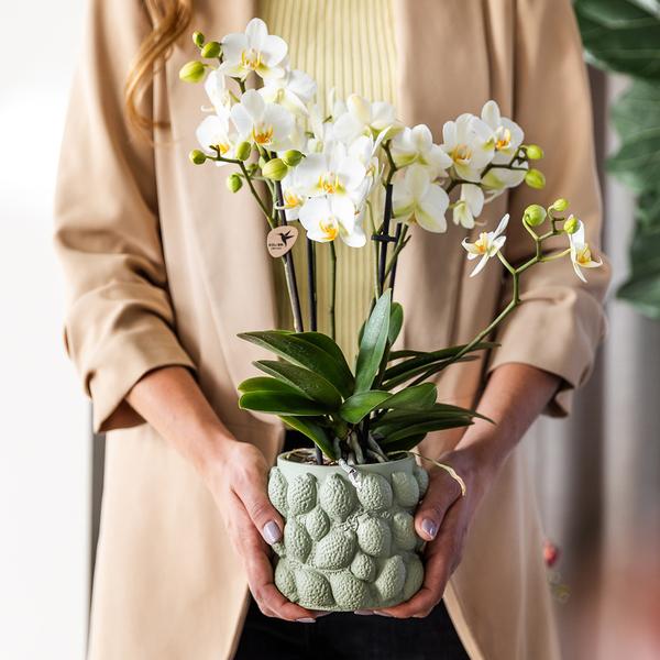 Citrus pot groen 9 cm