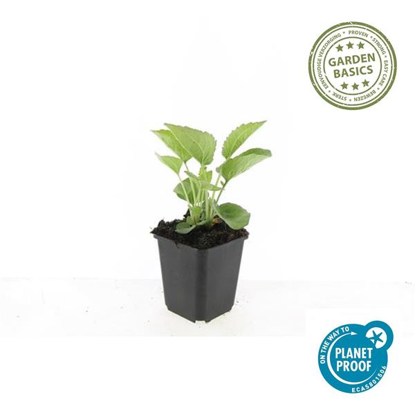 Echinacea p. &