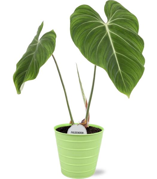 Philodendron Gloriosum - Ø15cm - ↕45cm + Bodhi Pot D16x15cm - Groen