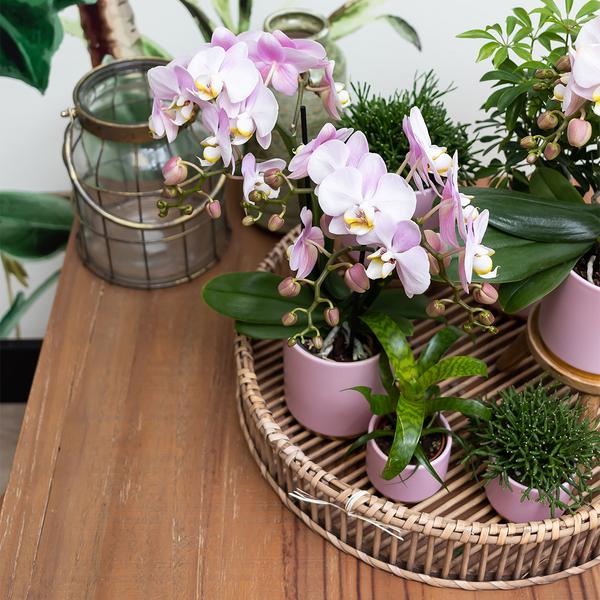 Gold foot roze keramieken sierpot met gouden rand