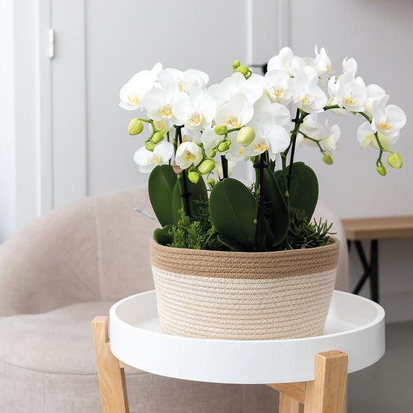 Oranje Plantenset in Cotton Basket inclusief Waterreservoir