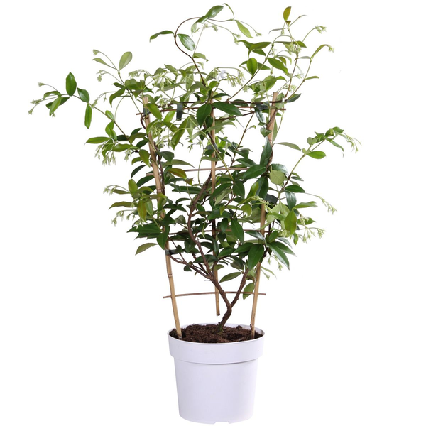 Trachelospermum &