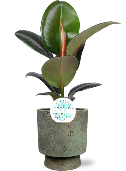 Ficus Elastica Robusta - Ø17cm - ↕65cm + Pot Aily D19x23cm - Groen