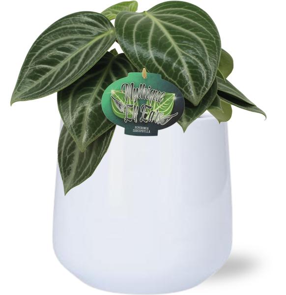 Peperomia Sarcophylla - Ø15cm - ↕25cm + Puglia Pot D16,5/18x16cm - Wit