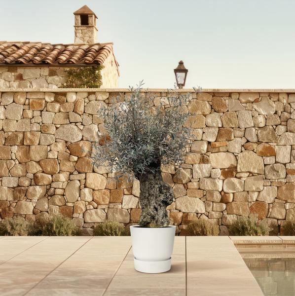 Olea Europaea Bonsai – 250 cm – Ø65