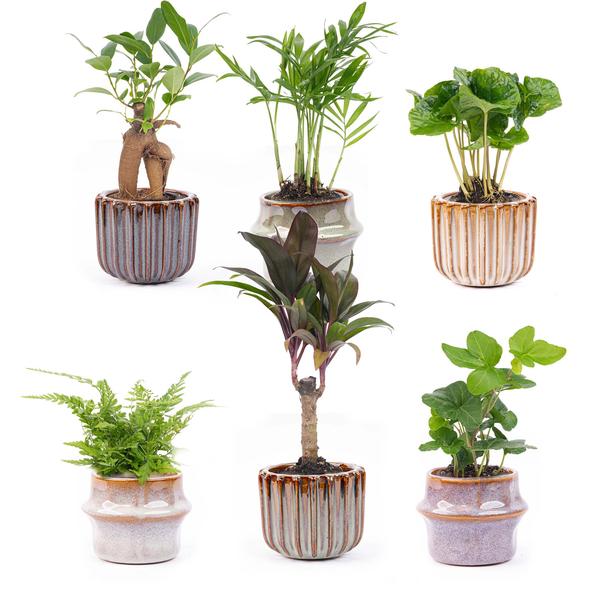 Barcelona set van 6 keramische potten met mini-planten