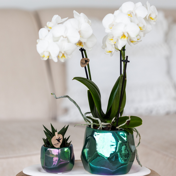 I pearl pot green 9 cm