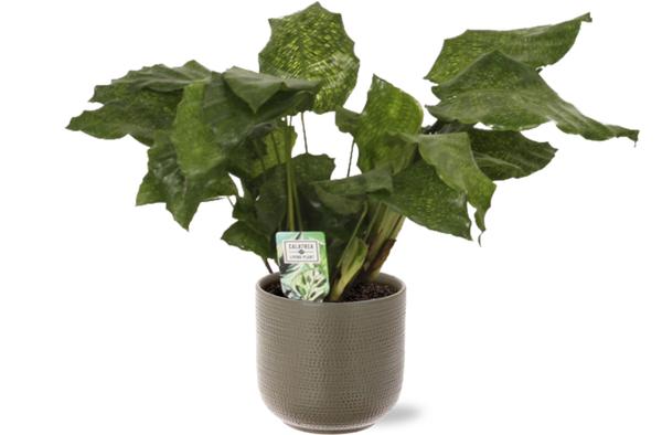 Calathea Network - Ø14cm - ↕30cm + Aresso Pot D15,5x14,5cm - Grijs Groen