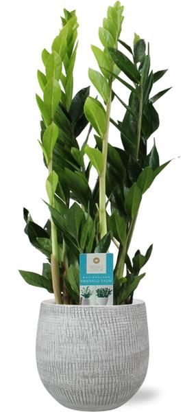 Zamioculcas Zamiifolia - Ø17cm - ↕70cm + Ryan Pot D18x16cm - Wit