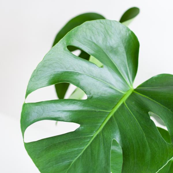 Monstera Deliciosa met Lissabon mand zwart - 50cm - Ø17