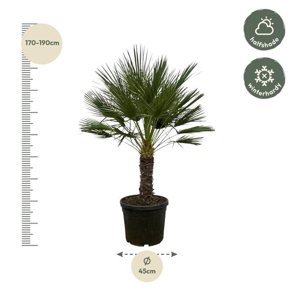 Arecaceae - Chamaerops Humilis op Stam