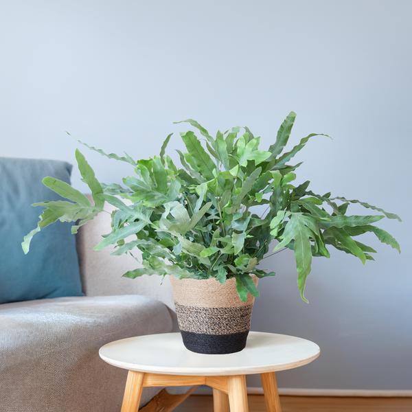 Phlebodium Aureum &