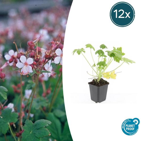 Geranium macr. &