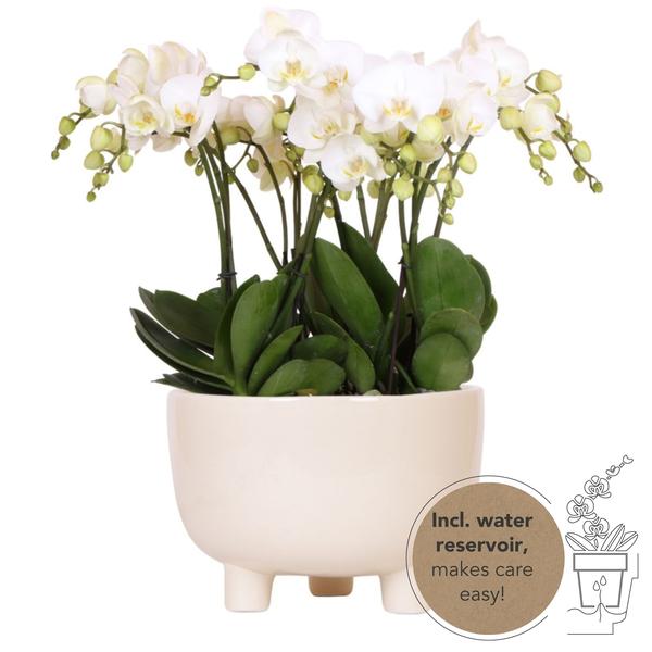 Drie Witte Plantenset in Gummy dish inclusief Waterreservoir