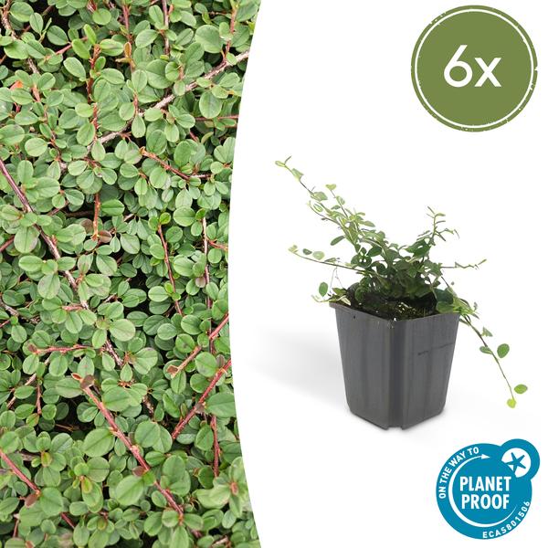 Cotoneaster pr. &