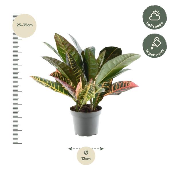 Codiaeum variegatum &