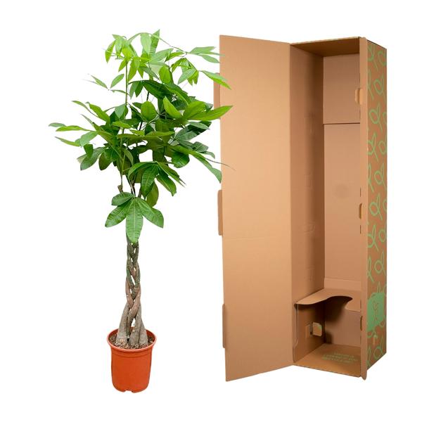 Pachira Aquatica - 150cm - ø27