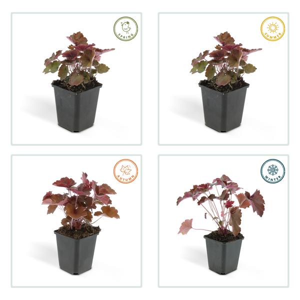 Heuchera mic. &