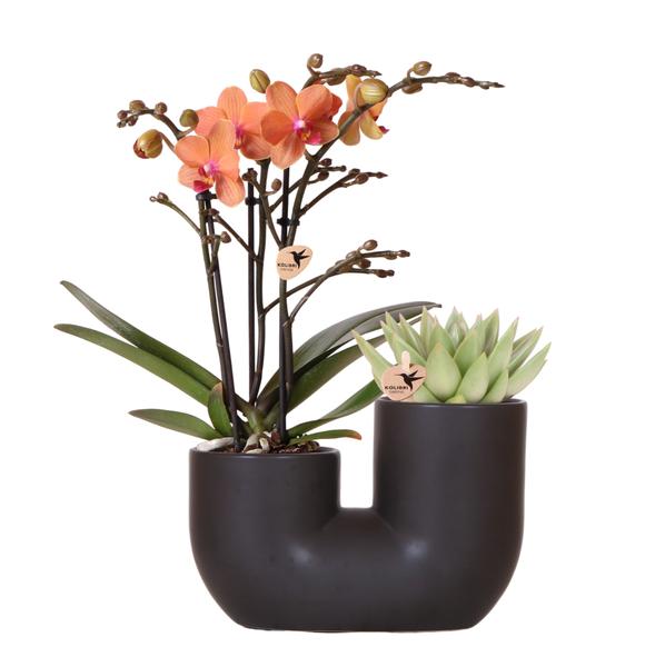 Oranje Orchidee Bolzano & Succulent in Tube sierpot black