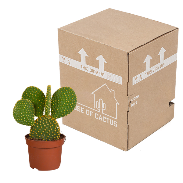 Opuntia microdasys - 12cm - zonder pot