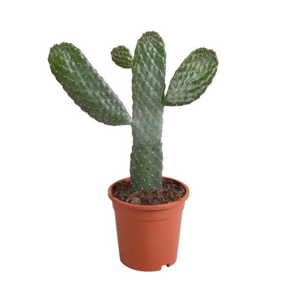 Opuntia consulea - 17cm - zonder pot