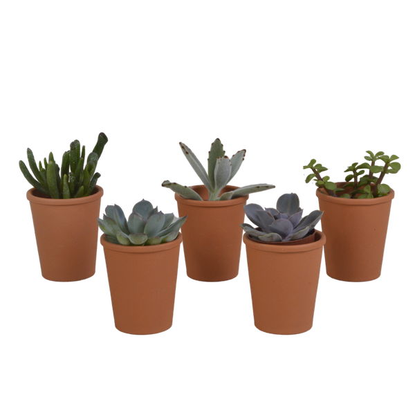 Vetplanten mix 5.5 cm - 5x - in terracotta pot