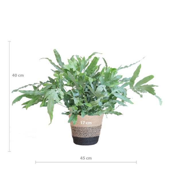 Phlebodium Aureum &