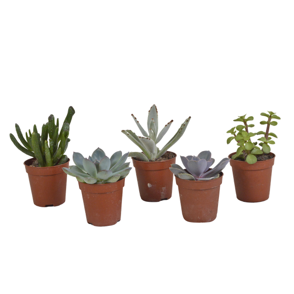 Vetplanten mix 5.5 cm - 5x - zonder pot